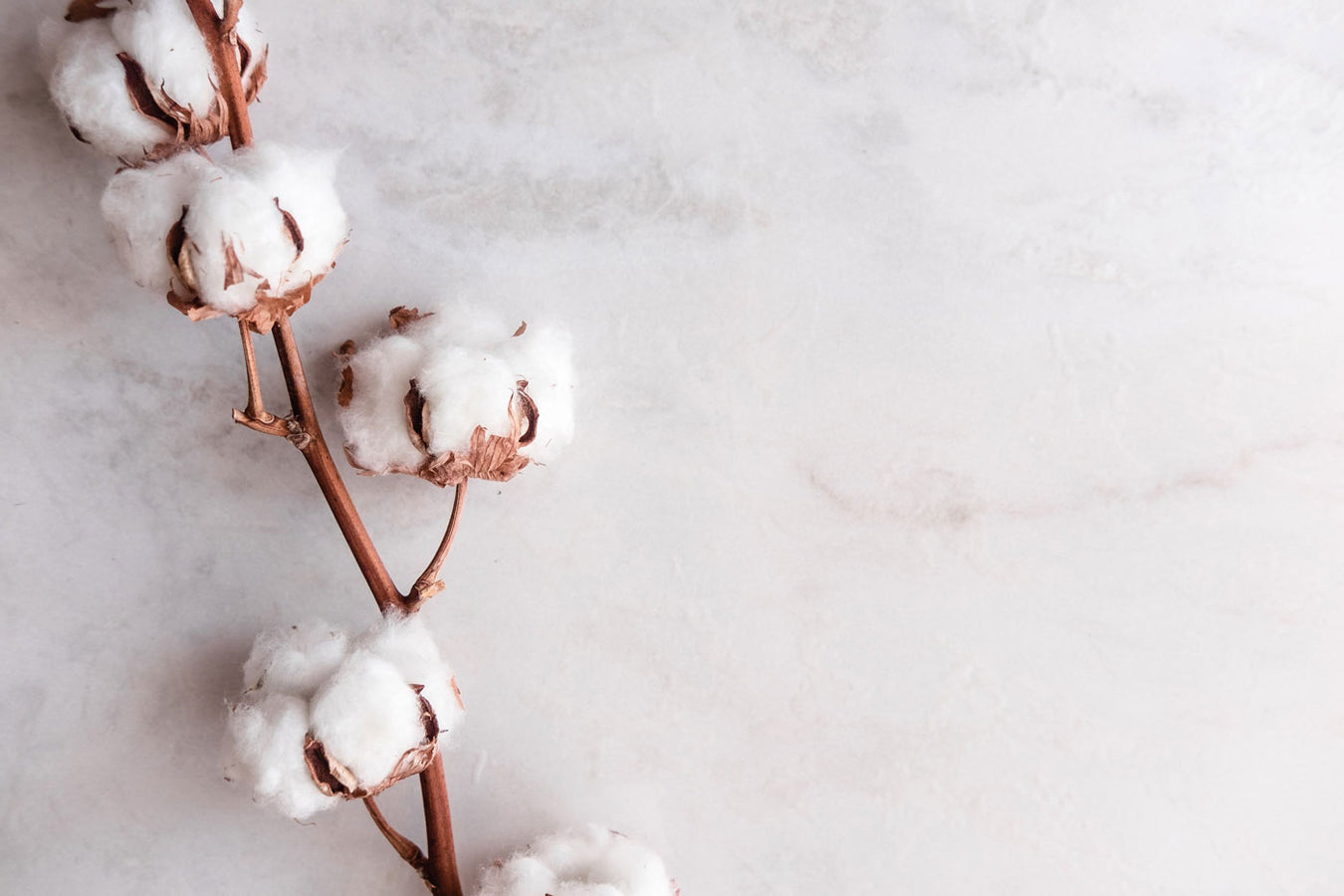 cotton_21e0f82a-e0c7-4d06-88d7-e82f52ff0978
